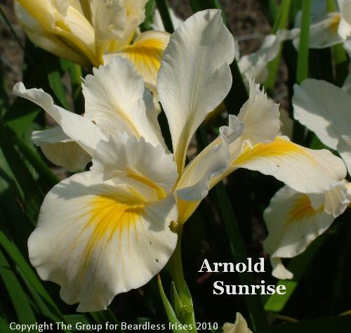 Arnold Sunrise